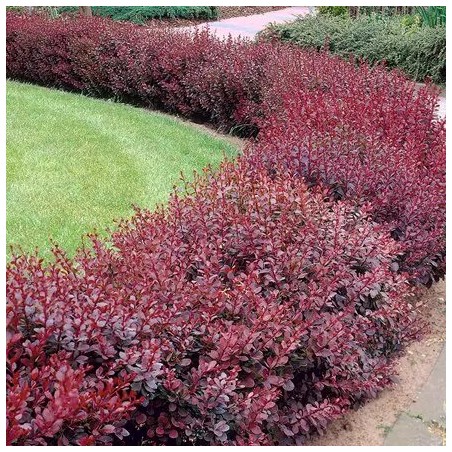 copy of Bārbele, Tunberga "Atropurpurea" /berberis thunbergii/ - P9 kont.
