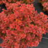 copy of Bārbele, Tunberga "Atropurpurea" /berberis thunbergii/ - P9 kont.