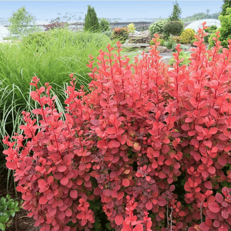 copy of Raugerškis, Tunbergo "Atropurpurea" /berberis thunbergii/ - P9 kont.