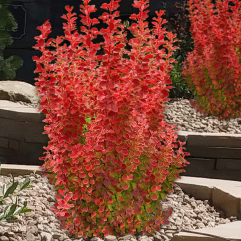 copy of Raugerškis, Tunbergo "Atropurpurea" /berberis thunbergii/ - P9 kont.