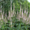 Veronika, Virdžīnijas "Rosea" ("Pink Glow") /veronicastrum virginicum / - C1.5 kont.