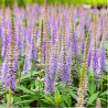 Veronika, Virdžīnijas "Temptation" /veronicastrum virginicum / - C1.5 kont.