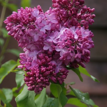 copy of Ceriņš 'Esther Stanley' /Syringa vulgaris/- P9 kont.
