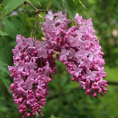 copy of Alyva 'Esther Stanley' /Syringa vulgaris/- P9 kont.