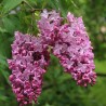 copy of Alyva 'Esther Stanley' /Syringa vulgaris/- P9 kont.