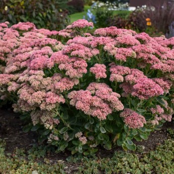 copy of Čīkstene, parastā (laimiņš) 'Herbstfreude' /Sedum telephium/ - P9 kont.