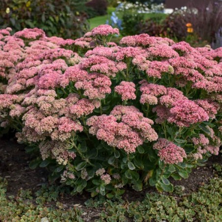 copy of Čīkstene, parastā (laimiņš) 'Herbstfreude' /Sedum telephium/ - P9 kont.