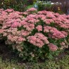 copy of Čīkstene, parastā (laimiņš) 'Herbstfreude' /Sedum telephium/ - P9 kont.