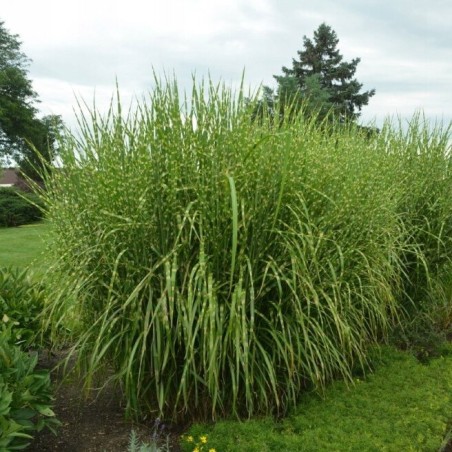 copy of Miskantas, Kinų 'Strictus' /Miscanthus sinensis/ - P9 kont.
