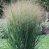 copy of Sorgas, šluotinis "Northwind" /panicum virgatum/ - P9 kont.