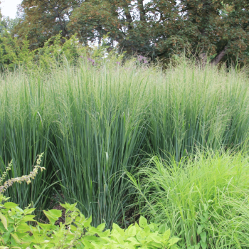 copy of Sorgas, šluotinis "Northwind" /panicum virgatum/ - P9 kont.