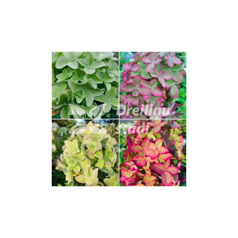 Hortenzija, skarainā ,,Metallica,, ("Renmeta") /Hydrangea paniculata/ - C2,5 kont.