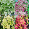 Hortenzija, skarainā ,,Metallica,, ("Renmeta") /Hydrangea paniculata/ - C2,5 kont.