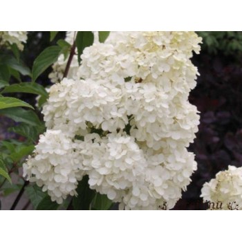 Hortenzija, skarainā ,,Phantom,, /hydrangea paniculata/ - C4 kont.