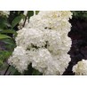 Hortenzija, skarainā ,,Phantom,, /hydrangea paniculata/ - C4 kont.