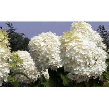 Hortenzija, skarainā ,,Phantom,, /hydrangea paniculata/ - C4 kont.