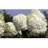 Hortenzija, skarainā ,,Phantom,, /hydrangea paniculata/ - C4 kont.