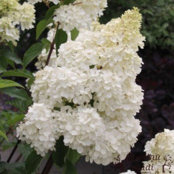 Hortenzija, skarainā ,,Phantom,, /hydrangea paniculata/ - C4 kont.