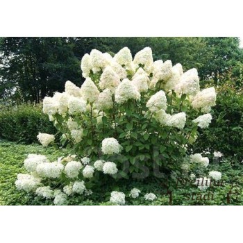 Hortenzija, skarainā ,,Phantom,, /hydrangea paniculata/ - C4 kont.
