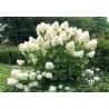 Hortenzija, skarainā ,,Phantom,, /hydrangea paniculata/ - C4 kont.