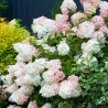 Hortenzija, skarainā ,,Phantom,, /hydrangea paniculata/ - C4 kont.