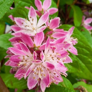 copy of Deicija, hibrīdā 'Strawberry Fields' /Deutzia x hybrida/ - P9 kont.
