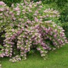 copy of Deicija, hibrīdā 'Strawberry Fields' /Deutzia x hybrida/ - P9 kont.