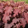 copy of Hortenzija, ažuolinė 'Burgundy' /hydrangea quercifolia/ - P9 kont.