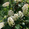 Hortenzija, ozollapu 'Burgundy' /hydrangea quercifolia/ - C3 kont.