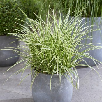 Grīslis, Morova 'Goldband' /Carex morrowii/ - C2,5 kont.