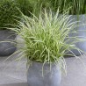 Grīslis, Morova 'Goldband' /Carex morrowii/ - C2,5 kont.