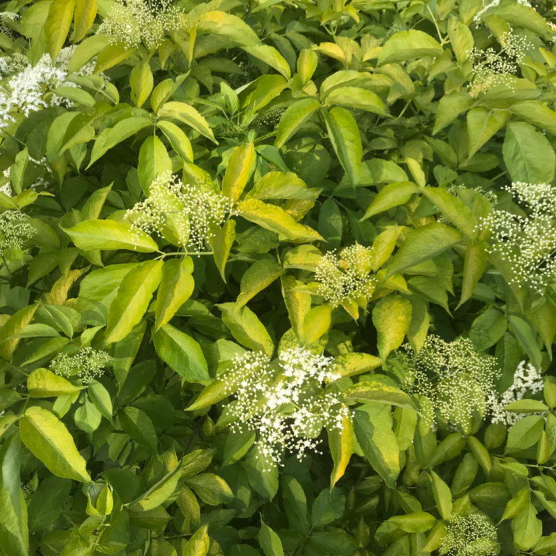 copy of Plūškoks, melnais “Golden Tower" /sambucus nigra/ - P12 kont.
