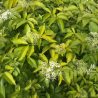 Plūškoks, melnais “Aurea" /sambucus nigra/ - C7.5 kont.