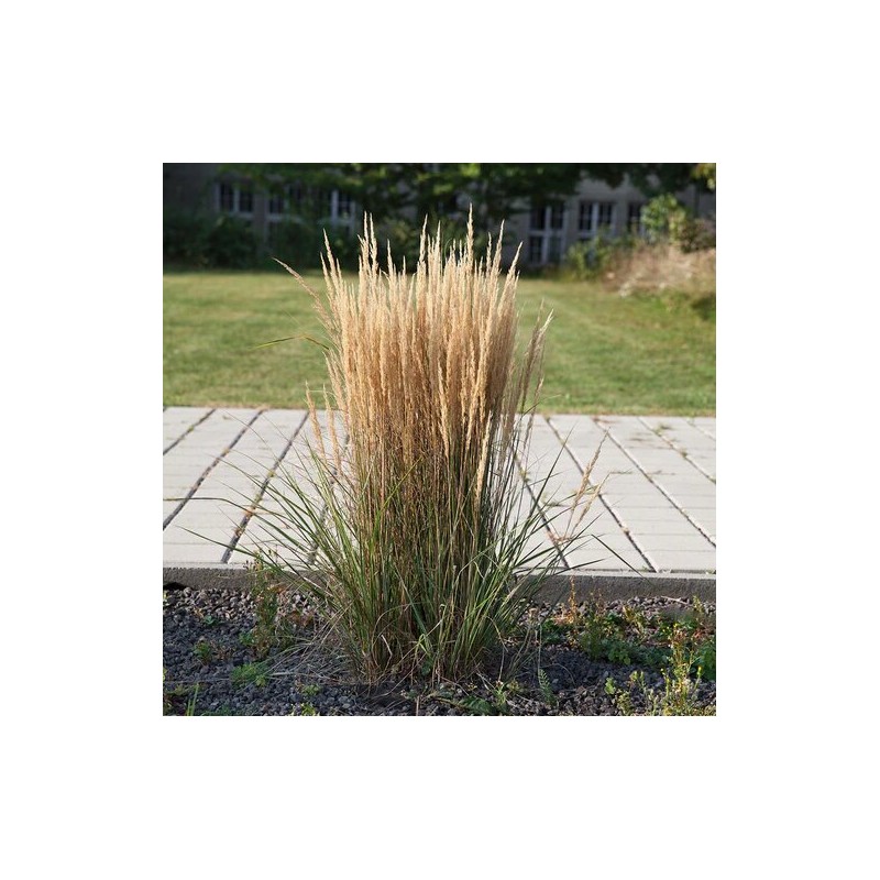 Ciesa, asmatu 'Overdam' /Calamagrostis acut./ - C2,5 kont.