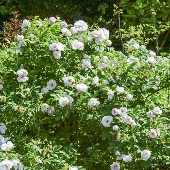 Roze, mežroze 'Snow Pavement' /rosa/ - C2 kont.