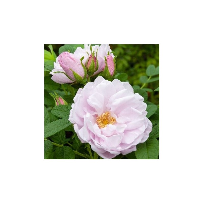 Roze, mežroze 'Snow Pavement' /rosa/ - C2 kont.