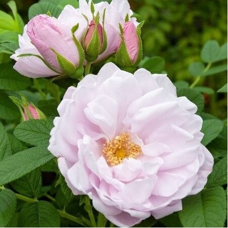 Roze, mežroze 'Snow Pavement' /rosa/ - C2 kont.