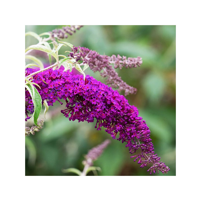 Budleja, Dāvida "Nanho Purple"/Buddleja davidii/ - C2,5 kont.
