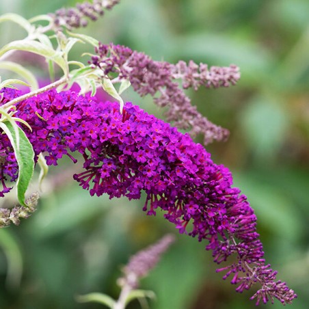 Budleja, Dāvida "Nanho Purple"/Buddleja davidii/ - C2,5 kont.
