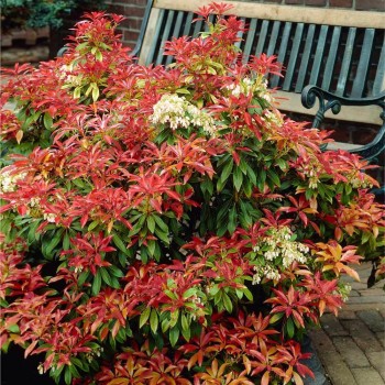 Piēra, Japanas 'Mountain Fire' /pieris japonica/ - C2 Kont.