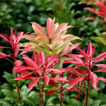 Piēra, Japanas 'Mountain Fire' /pieris japonica/ - C2 Kont.