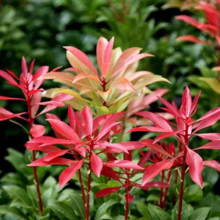 Piēra, Japanas 'Mountain Fire' /pieris japonica/ - C2 Kont.