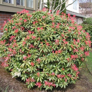 Piēra, Japanas 'Mountain Fire' /pieris japonica/ - C2 Kont.