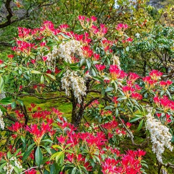 Piēra, Japanas 'Mountain Fire' /pieris japonica/ - C2 Kont.