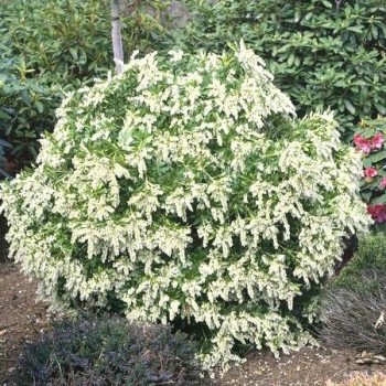 Piēra, Japanas 'Purity' /pieris japonica/ - C2 Kont.