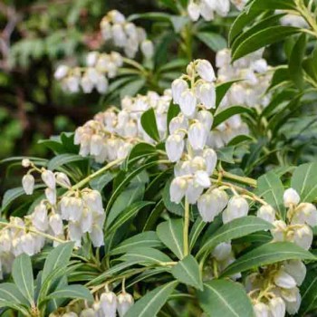 Piēra, Japanas 'Purity'...