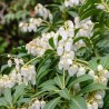 Piēra, Japanas 'Purity' /pieris japonica/ - C2 Kont.