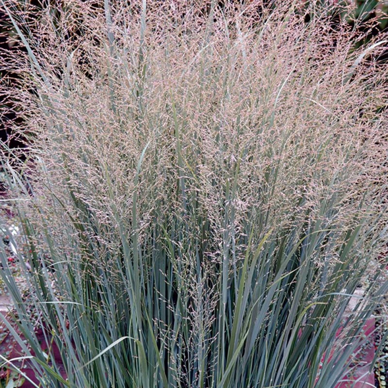 Sāre, īstā "Heavy Metal" /panicum virgatum/ - C2,5 kont.