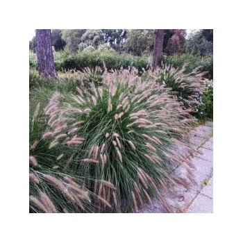 Spalvzāle, lapsastu /Pennisetum alopecuroides viridesc. / - C2,5 kont.