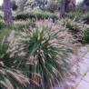 Spalvzāle, lapsastu /Pennisetum alopecuroides viridesc. / - C2,5 kont.